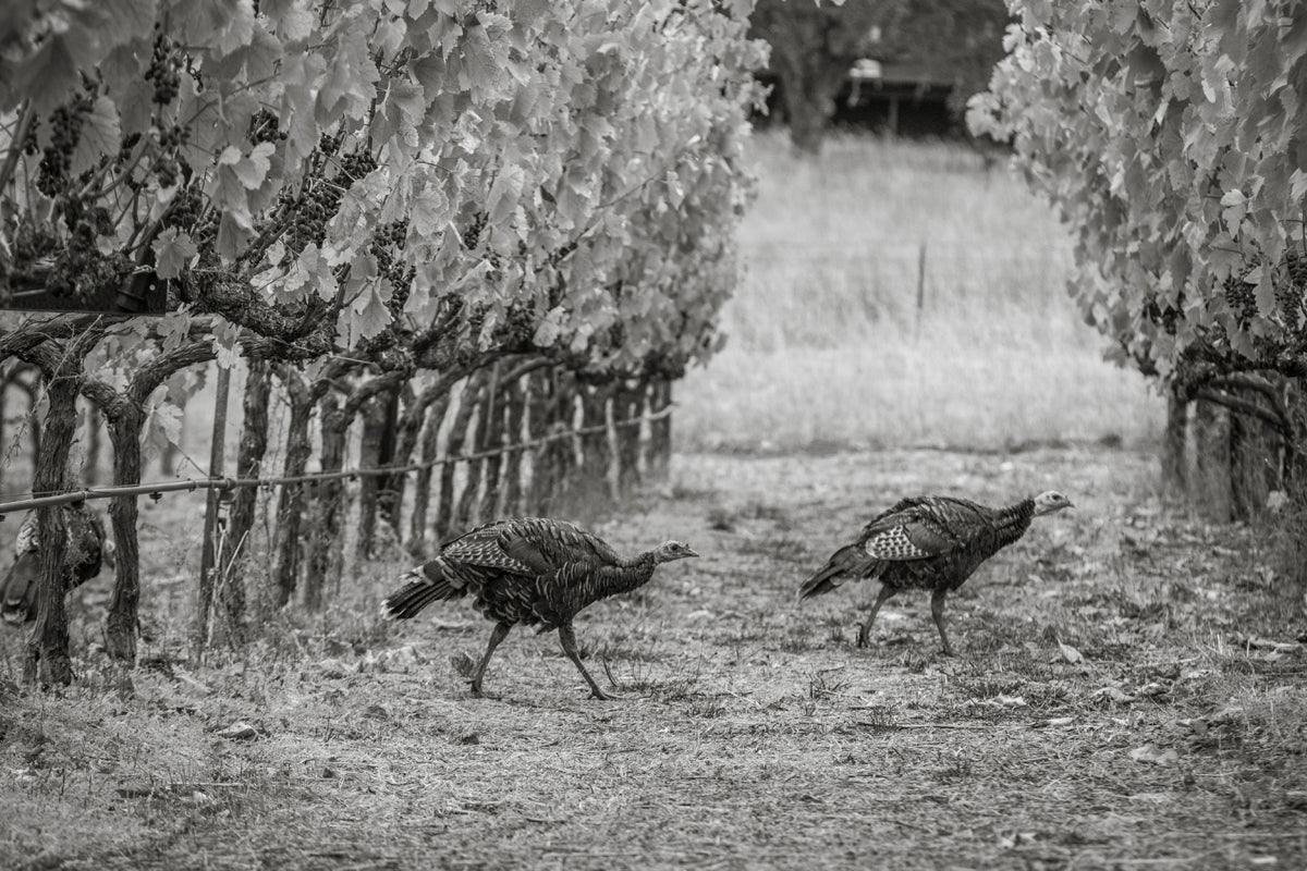 Transform Your Turkey Day Table (6-pack)