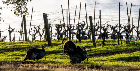 Thanksgiving Three (3-Pack)