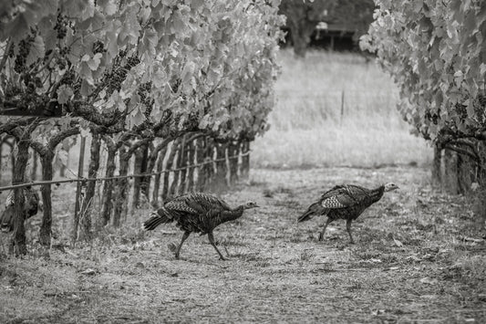 Transform Your Turkey Day Table (6-pack)