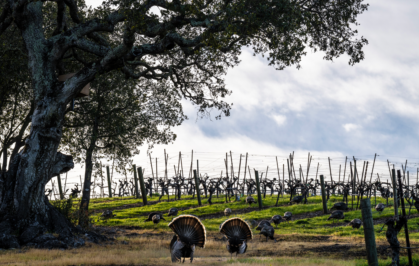 Thanksgiving Three (3-Pack)