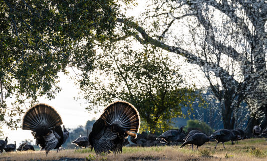 Thanksgiving Three (3-Pack)