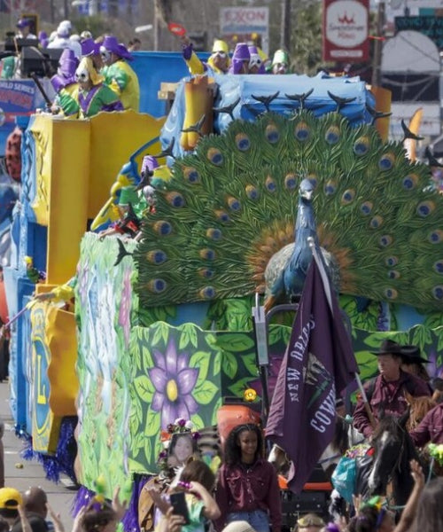 The Argus Mardi Gras Experience